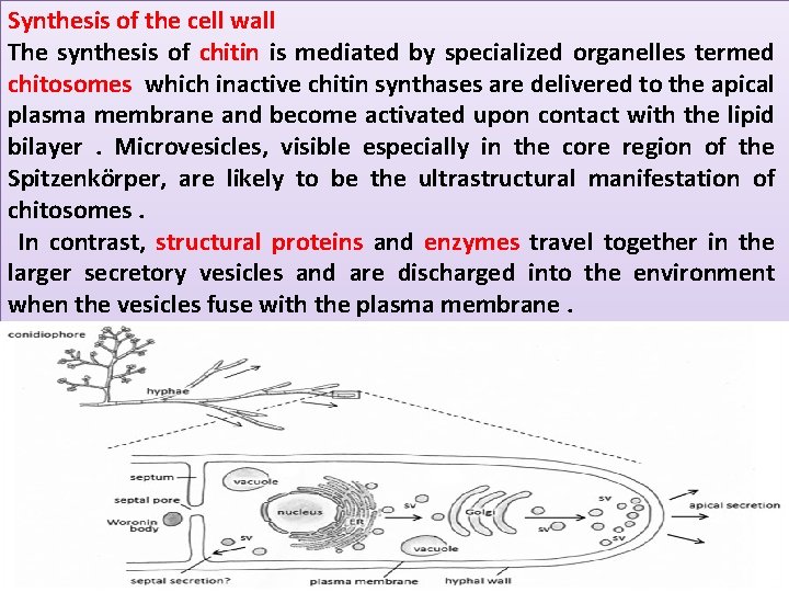 Synthesis of the cell wall The synthesis of chitin is mediated by specialized organelles