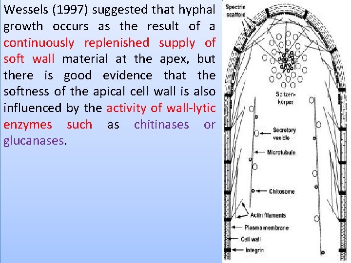 Wessels (1997) suggested that hyphal growth occurs as the result of a continuously replenished