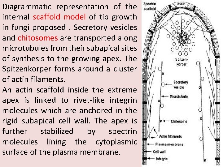 Diagrammatic representation of the internal scaffold model of tip growth in fungi proposed .