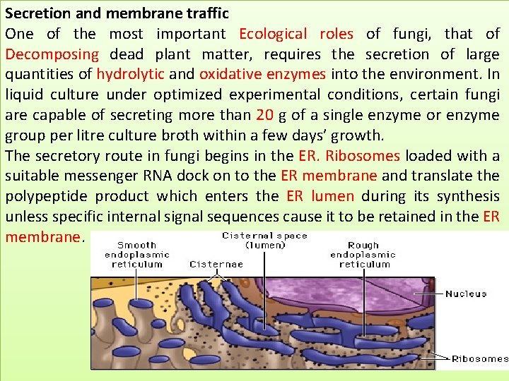 Secretion and membrane traffic One of the most important Ecological roles of fungi, that