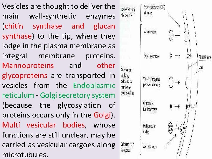 Vesicles are thought to deliver the main wall-synthetic enzymes (chitin synthase and glucan synthase)