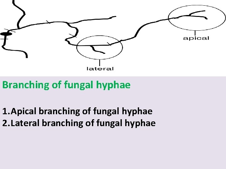 Branching of fungal hyphae 1. Apical branching of fungal hyphae 2. Lateral branching of