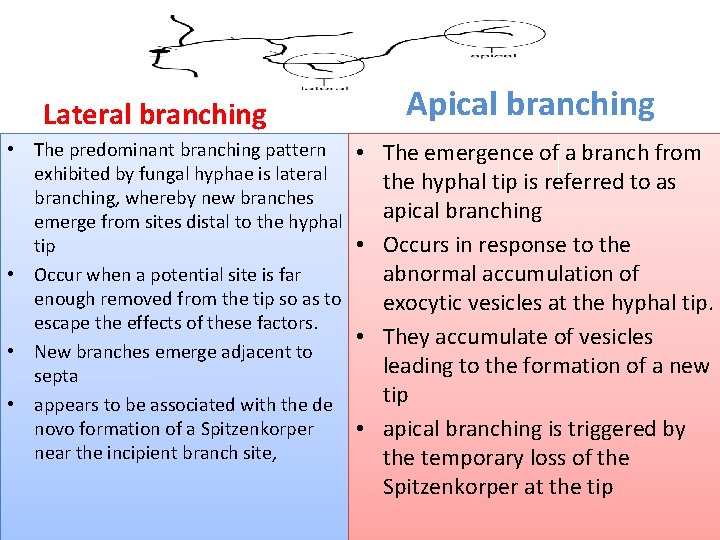 Lateral branching • The predominant branching pattern exhibited by fungal hyphae is lateral branching,
