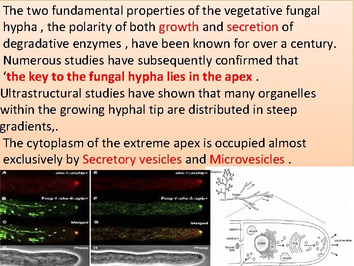The two fundamental properties of the vegetative fungal hypha , the polarity of both