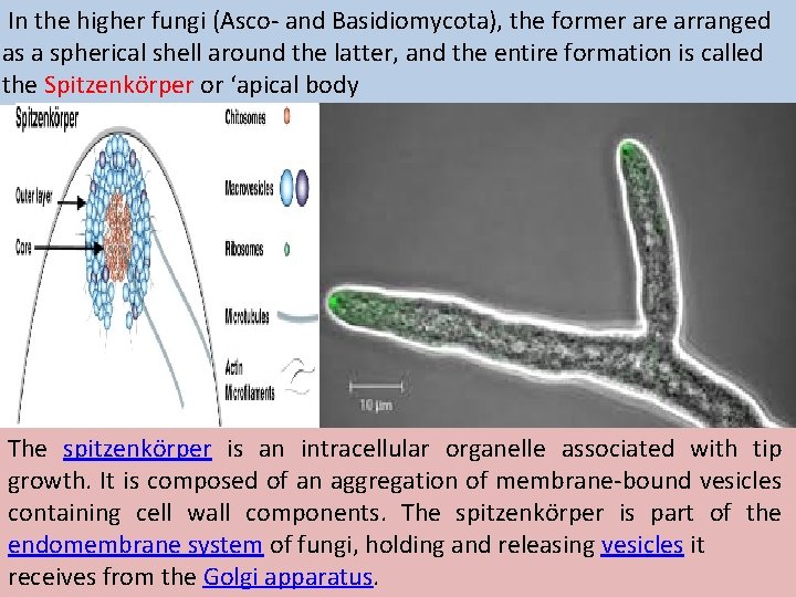  In the higher fungi (Asco- and Basidiomycota), the former are arranged as a
