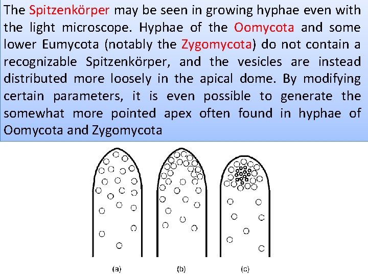 The Spitzenkörper may be seen in growing hyphae even with the light microscope. Hyphae