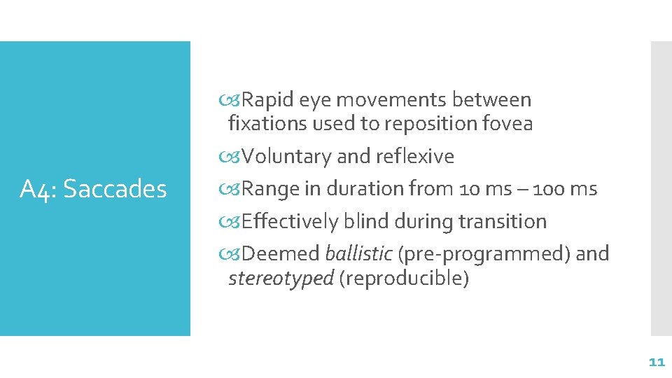 A 4: Saccades Rapid eye movements between fixations used to reposition fovea Voluntary and