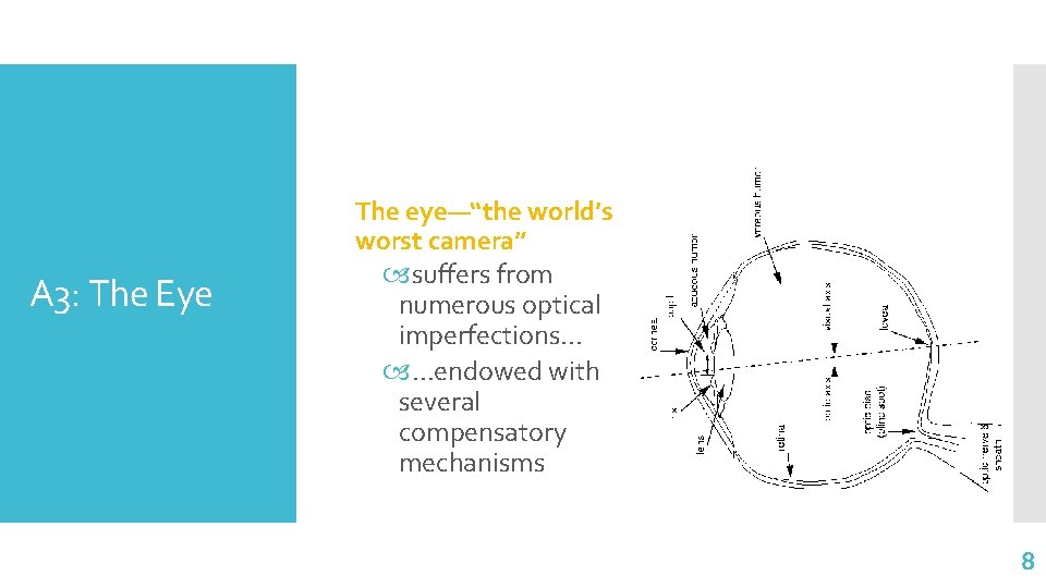 A 3: The Eye The eye—“the world’s worst camera” suffers from numerous optical imperfections.