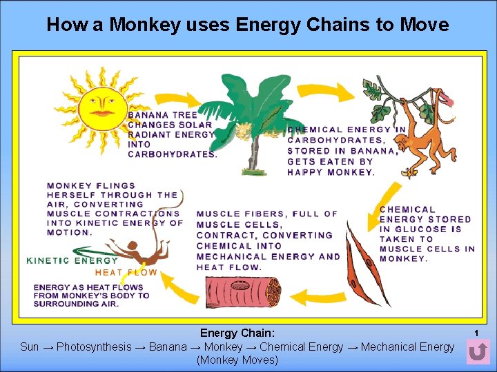 How a Monkey uses Energy Chains to Move Energy Chain: Sun → Photosynthesis →