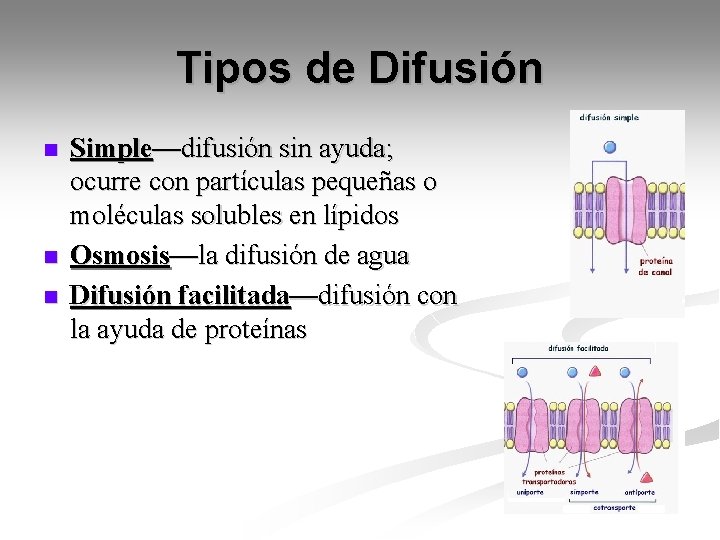 Tipos de Difusión n Simple—difusión sin ayuda; ocurre con partículas pequeñas o moléculas solubles