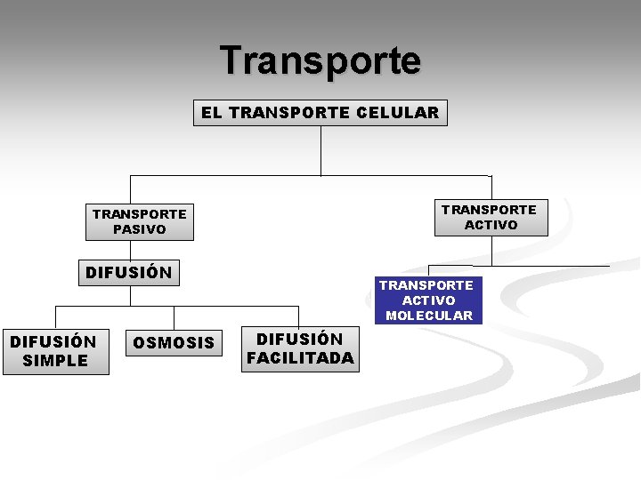 Transporte EL TRANSPORTE CELULAR TRANSPORTE ACTIVO TRANSPORTE PASIVO DIFUSIÓN SIMPLE OSMOSIS TRANSPORTE ACTIVO MOLECULAR