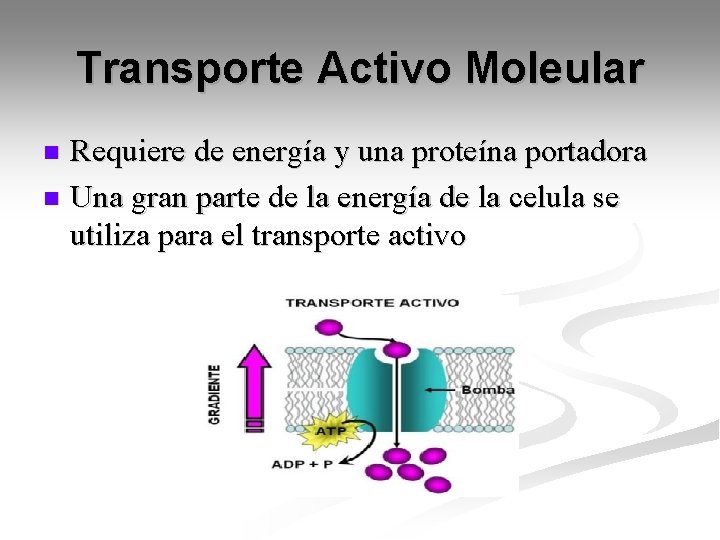 Transporte Activo Moleular Requiere de energía y una proteína portadora n Una gran parte