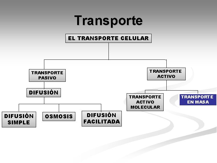 Transporte EL TRANSPORTE CELULAR TRANSPORTE ACTIVO TRANSPORTE PASIVO DIFUSIÓN SIMPLE OSMOSIS TRANSPORTE ACTIVO MOLECULAR