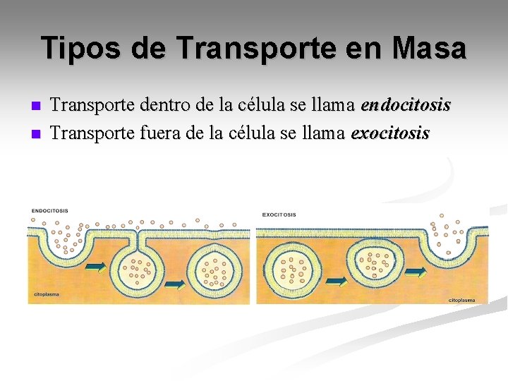 Tipos de Transporte en Masa n n Transporte dentro de la célula se llama