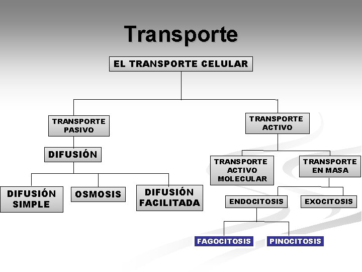Transporte EL TRANSPORTE CELULAR TRANSPORTE ACTIVO TRANSPORTE PASIVO DIFUSIÓN SIMPLE OSMOSIS TRANSPORTE ACTIVO MOLECULAR