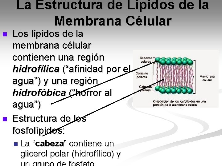 La Estructura de Lípidos de la Membrana Célular n n Los lípidos de la