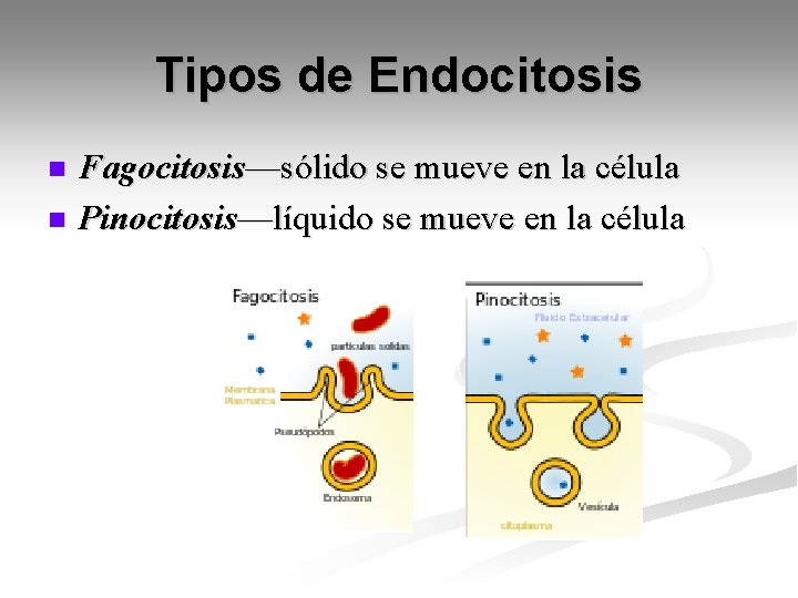 Tipos de Endocitosis Fagocitosis—sólido se mueve en la célula n Pinocitosis—líquido se mueve en