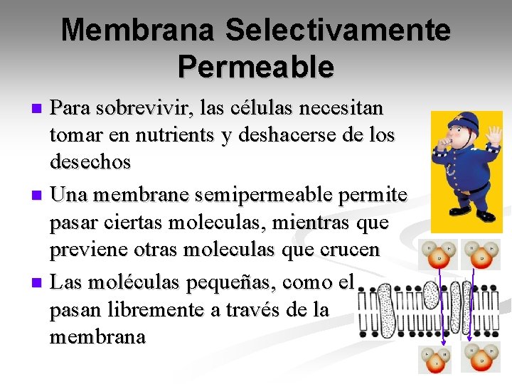 Membrana Selectivamente Permeable Para sobrevivir, las células necesitan tomar en nutrients y deshacerse de