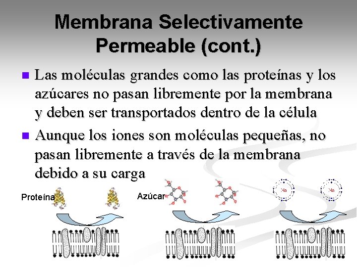 Membrana Selectivamente Permeable (cont. ) Las moléculas grandes como las proteínas y los azúcares