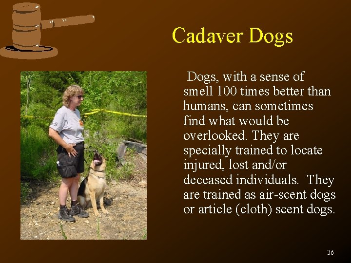 Cadaver Dogs, with a sense of smell 100 times better than humans, can sometimes