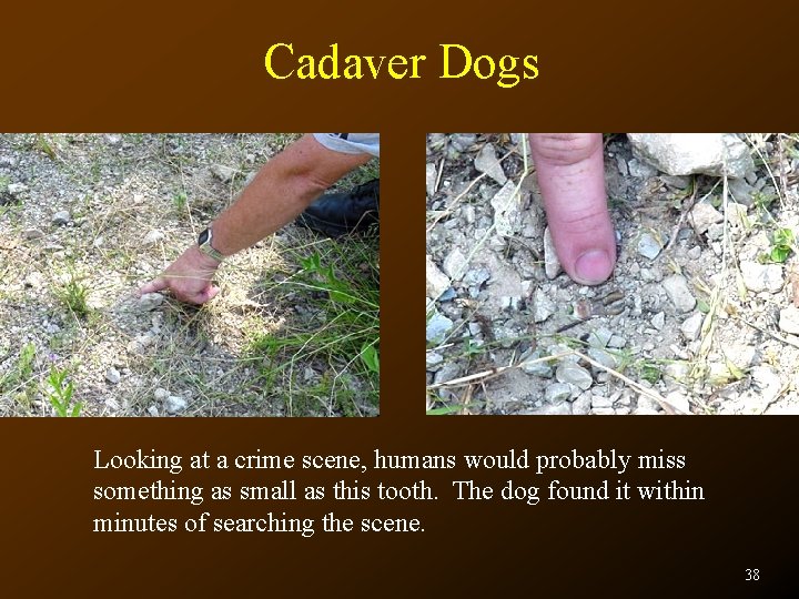 Cadaver Dogs Looking at a crime scene, humans would probably miss something as small