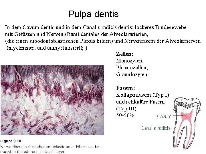 Pulpa dentis In dem Cavum dentis und in dem Canalis radicis dentis: lockeres Bindegewebe