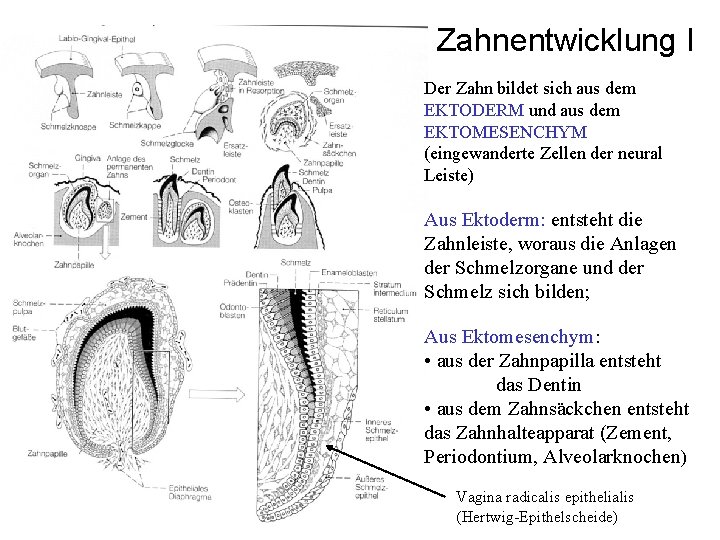 Zahnentwicklung I Der Zahn bildet sich aus dem EKTODERM und aus dem EKTOMESENCHYM (eingewanderte Zahnentwicklung I Der Zahn bildet sich aus dem EKTODERM und aus dem EKTOMESENCHYM (eingewanderte