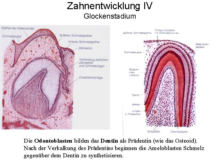 Zahnentwicklung IV Glockenstadium Die Odontoblasten bilden das Dentin als Prädentin (wie das Osteoid). Nach