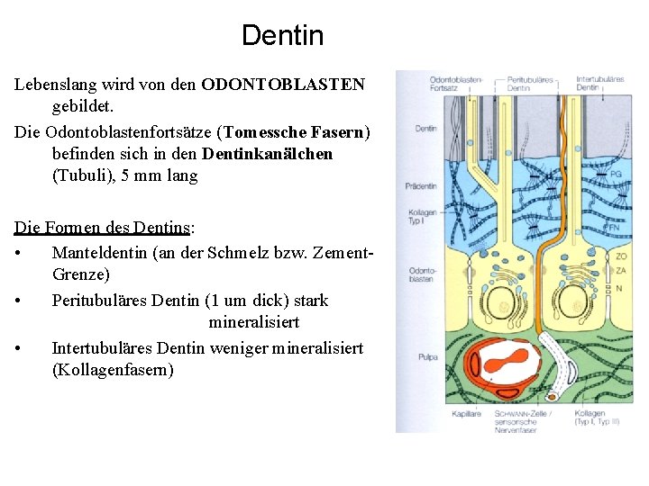 Dentin Lebenslang wird von den ODONTOBLASTEN gebildet. Die Odontoblastenfortsätze (Tomessche Fasern) befinden sich in