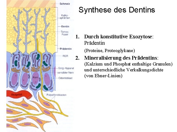 Synthese des Dentins 1. Durch konstitutive Exozytose: Prädentin (Proteine, Proteoglykane) 2. Mineralisierung des Prädentins: