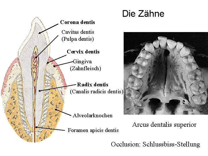 Die Zähne Corona dentis Cavitas dentis (Pulpa dentis) Cervix dentis Gingiva (Zahnfleisch) Radix dentis