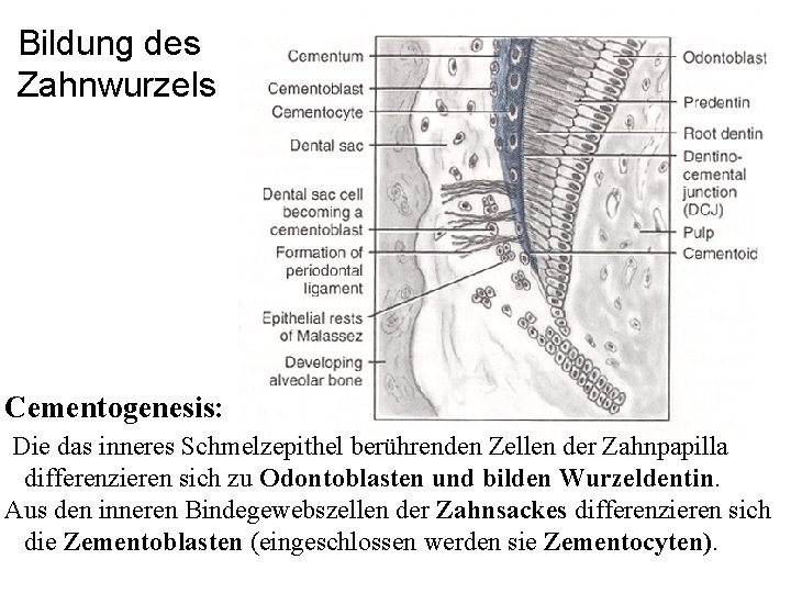 Bildung des Zahnwurzels Cementogenesis: Die das inneres Schmelzepithel berührenden Zellen der Zahnpapilla differenzieren sich Bildung des Zahnwurzels Cementogenesis: Die das inneres Schmelzepithel berührenden Zellen der Zahnpapilla differenzieren sich