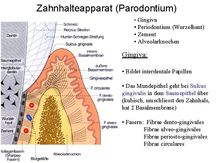 Zahnhalteapparat (Parodontium) • Gingiva • Periodontium (Wurzelhaut) • Zement • Alveolarknochen Gingiva: • Bildet