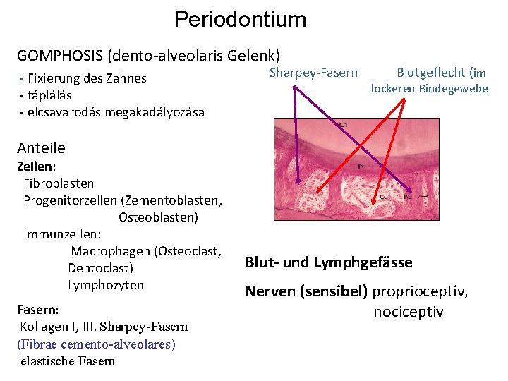 Periodontium GOMPHOSIS (dento-alveolaris Gelenk) - Fixierung des Zahnes - táplálás - elcsavarodás megakadályozása Sharpey-Fasern Periodontium GOMPHOSIS (dento-alveolaris Gelenk) - Fixierung des Zahnes - táplálás - elcsavarodás megakadályozása Sharpey-Fasern