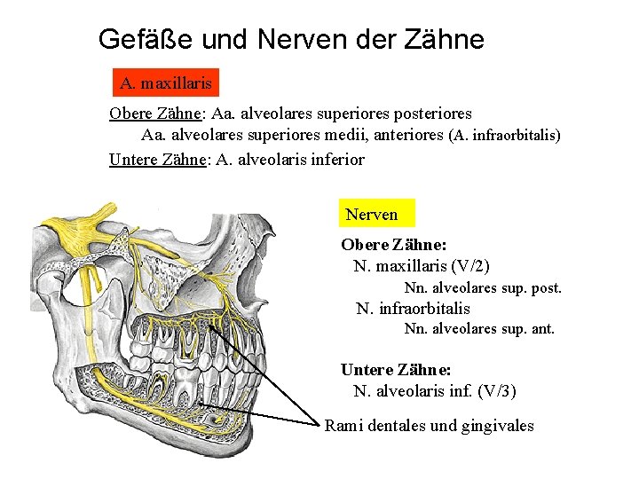 Gefäße und Nerven der Zähne A. maxillaris Obere Zähne: Aa. alveolares superiores posteriores Aa.