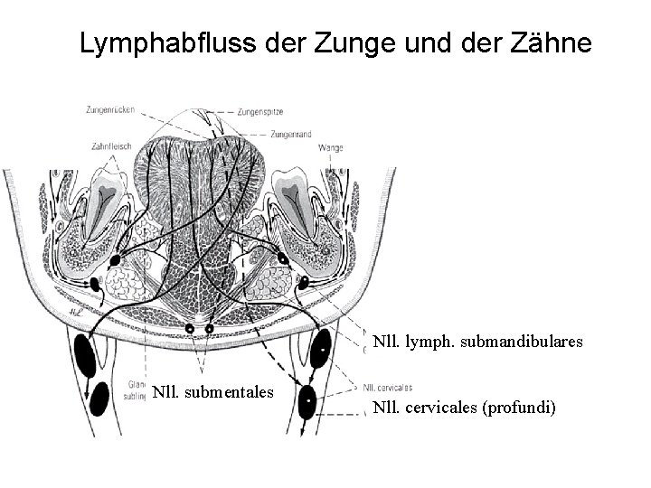 Lymphabfluss der Zunge und der Zähne Nll. lymph. submandibulares Nll. submentales Nll. cervicales (profundi) Lymphabfluss der Zunge und der Zähne Nll. lymph. submandibulares Nll. submentales Nll. cervicales (profundi)
