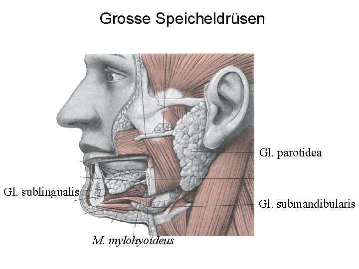 Grosse Speicheldrüsen Gl. parotidea Gl. sublingualis Gl. submandibularis M. mylohyoideus 