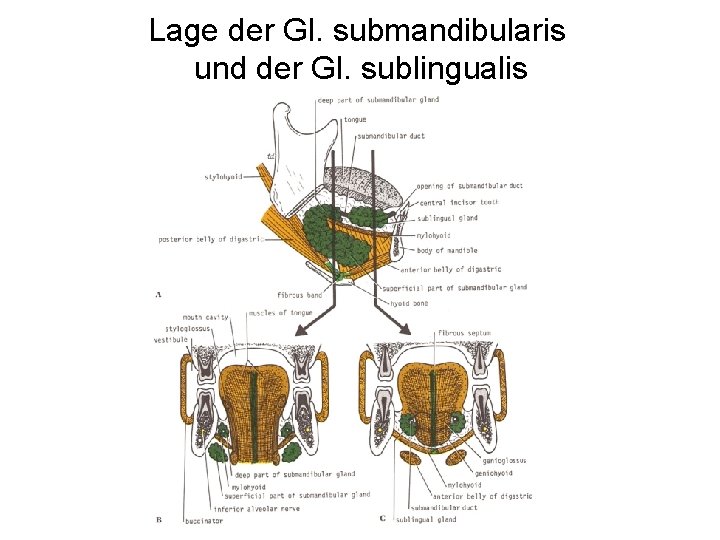 Lage der Gl. submandibularis und der Gl. sublingualis 