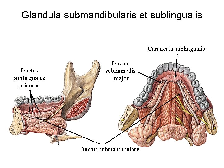 Glandula submandibularis et sublingualis Caruncula sublingualis Ductus sublinguales minores Ductus sublingualis major Ductus submandibularis