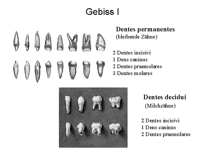 Gebiss I Dentes permanentes (bleibende Zähne) 2 Dentes incisivi 1 Dens caninus 2 Dentes