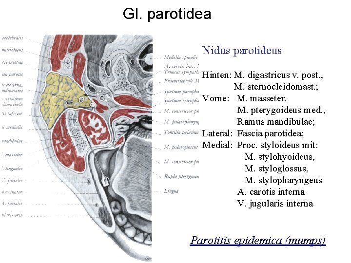 Gl. parotidea Nidus parotideus Hinten: M. digastricus v. post. , M. sternocleidomast. ; Vorne: