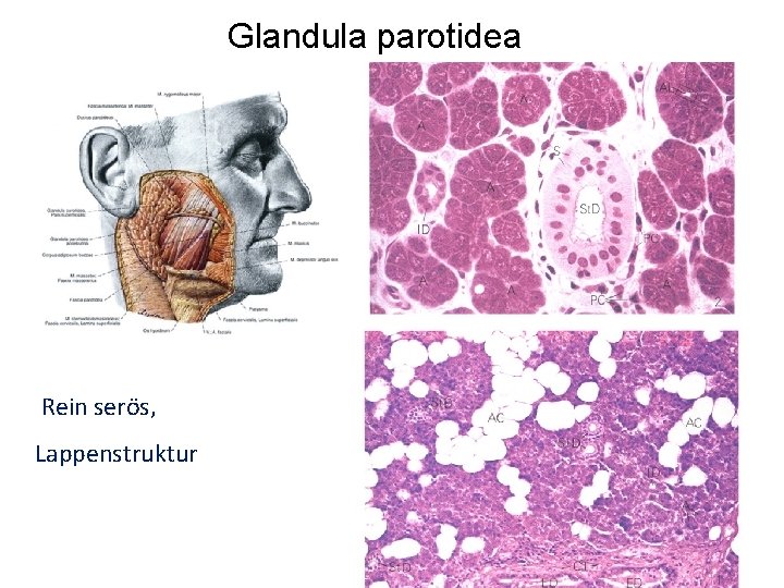 Glandula parotidea Rein serös, Lappenstruktur 