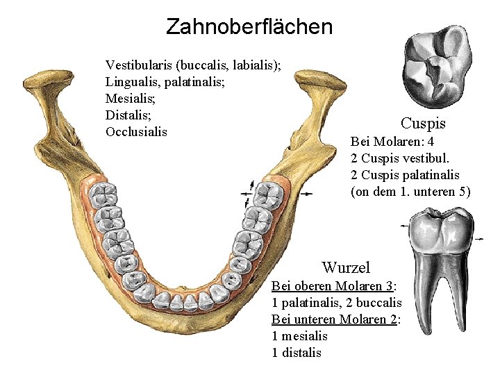 Zahnoberflächen Vestibularis (buccalis, labialis); Lingualis, palatinalis; Mesialis; Distalis; Occlusialis Cuspis Bei Molaren: 4 2