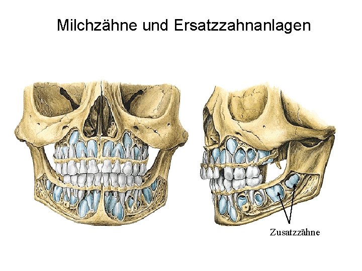 Milchzähne und Ersatzzahnanlagen Zusatzzähne 