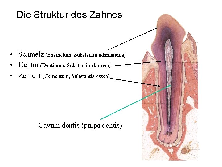 Die Struktur des Zahnes • Schmelz (Enamelum, Substantia adamantina) • Dentin (Dentinum, Substantia eburnea) Die Struktur des Zahnes • Schmelz (Enamelum, Substantia adamantina) • Dentin (Dentinum, Substantia eburnea)
