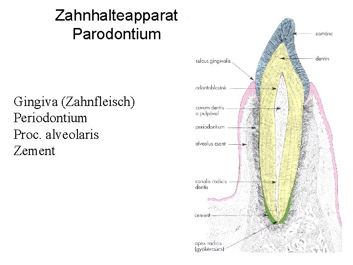 Zahnhalteapparat Parodontium Gingiva (Zahnfleisch) Periodontium Proc. alveolaris Zement 