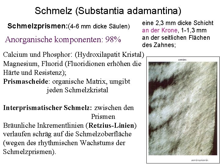 Schmelz (Substantia adamantina) Schmelzprismen: (4 -6 mm dicke Säulen) Anorganische komponenten: 98% eine 2,