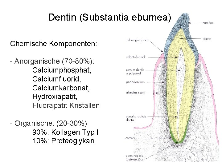 Dentin (Substantia eburnea) Chemische Komponenten: - Anorganische (70 -80%): Calciumphosphat, Calciumfluorid, Calciumkarbonat, Hydroxiapatit, Fluorapatit Dentin (Substantia eburnea) Chemische Komponenten: - Anorganische (70 -80%): Calciumphosphat, Calciumfluorid, Calciumkarbonat, Hydroxiapatit, Fluorapatit