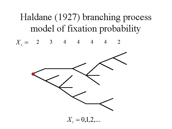 Haldane (1927) branching process model of fixation probability 2 3 4 4 2 