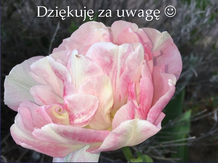 Dziękuję za uwagę Dziękuję za uwagę